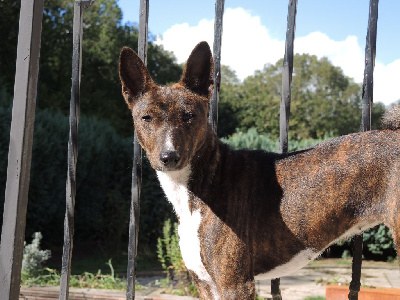 Étalon Basenji - Ranee-sun el Sueno del Amigo