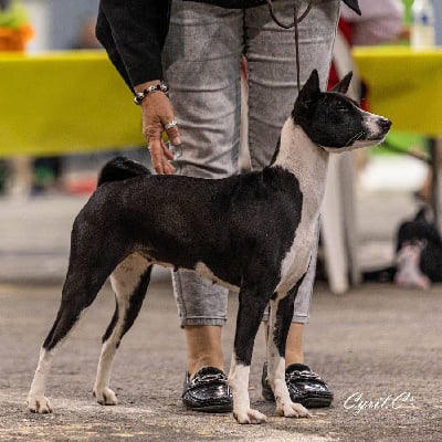 Étalon Basenji - Paamyla des Légendes du Moyen-Age