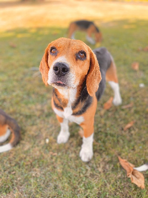 Étalon Beagle - Nova du coulazou