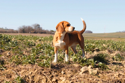 Étalon Beagle - Rubis (Sans Affixe)