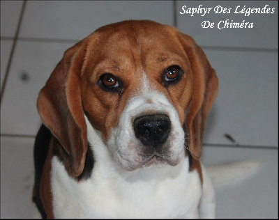 Étalon Beagle - Saphyr Des Légendes De Chimera
