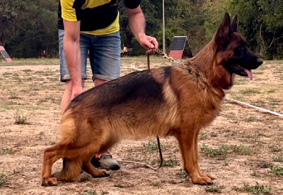 Étalon Berger Allemand - CH. Vizzavona Roccapina