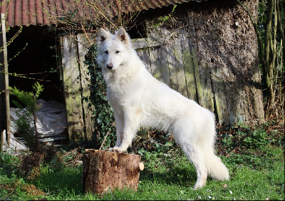 Étalon Berger Blanc Suisse - So chic khaleesi Du Carré D'Ach