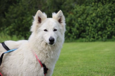 Étalon Berger Blanc Suisse - Sweet dream ivy's De La Griffe Des Loups D'argent