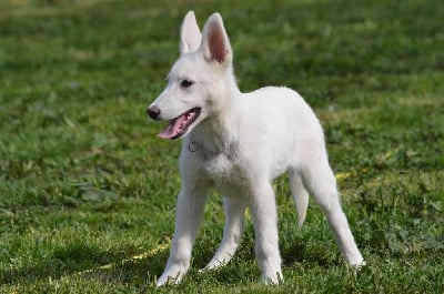 Étalon Berger Blanc Suisse - Texane Des Gardiens De Sauron