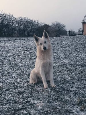 Étalon Berger Blanc Suisse - S'mée Des Loups De Normandie