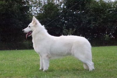 Étalon Berger Blanc Suisse - Parlez moi d'amour Bleizi Asgard