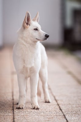 Étalon Berger Blanc Suisse - Slash Du Bois Des Ternes