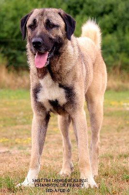 Étalon Berger Kangal - CH. Serif panter The Legend Of Kangal