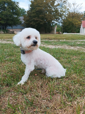 Étalon Bichon Frise - Rose du Moulin de la Terrasse