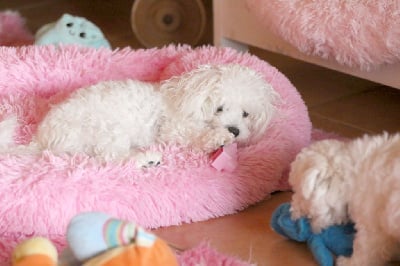 Étalon Bichon Frise - Sultana de la Felhotte