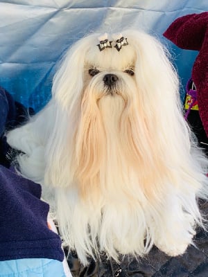 Étalon Bichon maltais - triumph platinium Tabatha white xoxo