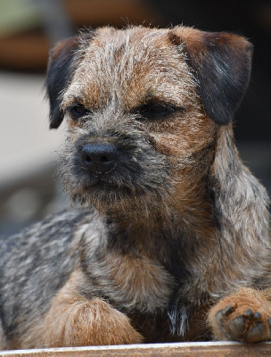 Étalon Border Terrier - Scary des Legendes de Retz