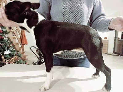 Étalon Boston Terrier - Sahel Du Domaine Des Audes