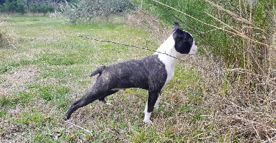 Étalon Boston Terrier - Steve austin dit bouchon les chiens de florence