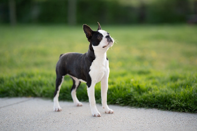 Étalon Boston Terrier - Ti boy Du Domaine D'Auberive