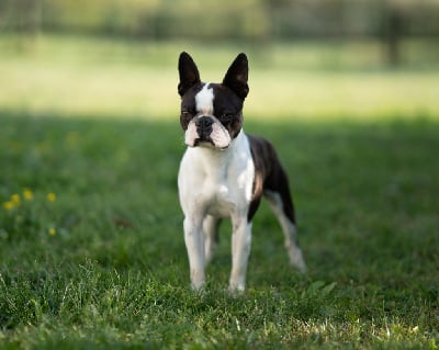Étalon Boston Terrier - CH. Mavikaflo's Sergent stubby