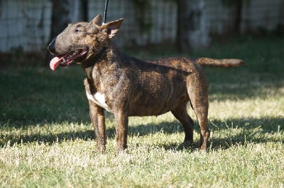 Étalon Bull Terrier Miniature - Sakura Du Trésor Des Mines