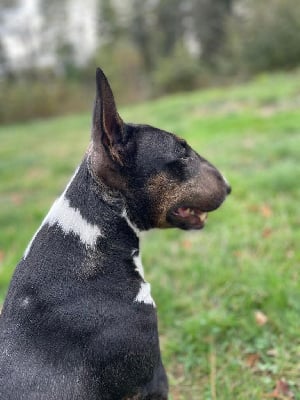 Étalon Bull Terrier Miniature - Ol'black (Sans Affixe)