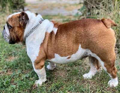 Étalon Bulldog Anglais - shaka savoy Ruben of treguen