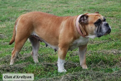 Étalon Bulldog continental - Perla De la landerie