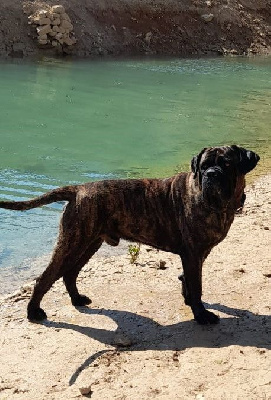 Étalon Cane Corso - Niout Des Terres D'angel