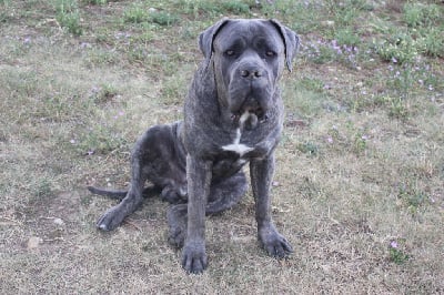 Étalon Cane Corso - Sherkan Des Gardiens Des Sept Collines