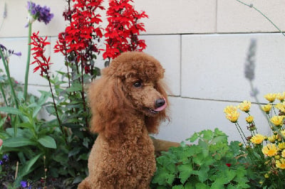 Étalon Caniche - Sherry des Loves De Celia