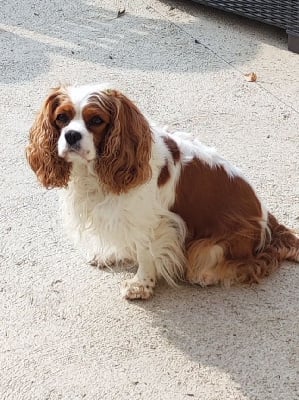 Étalon Cavalier King Charles Spaniel - Olympe Du Bois Des Girardons