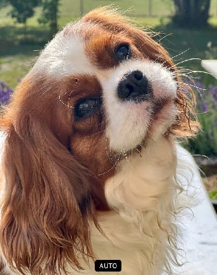 Étalon Cavalier King Charles Spaniel - Clarival Sissi imperatrice