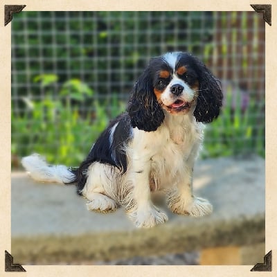 Étalon Cavalier King Charles Spaniel - Rya Des Senteurs De Provence