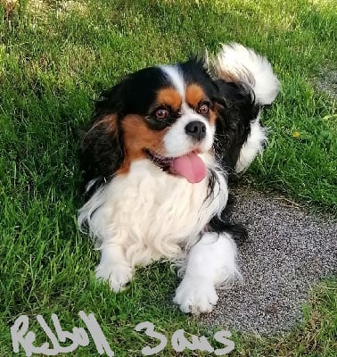 Étalon Cavalier King Charles Spaniel - Redbull du royaume d 'orichalque