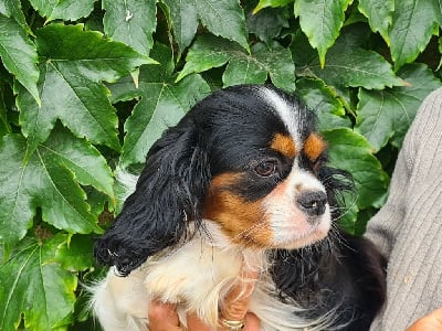 Étalon Cavalier King Charles Spaniel - Sucrette de Paline