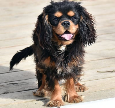 Étalon Cavalier King Charles Spaniel - Touche the hop du règne des flammes