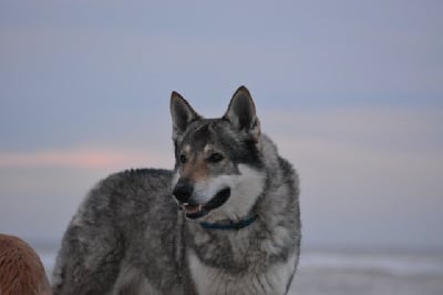 Étalon Chien-loup tchecoslovaque - CH. Maki dit marek Des feux d'or