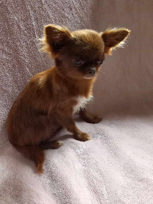 Étalon Chihuahua - U'lovely kissy des petits furbys