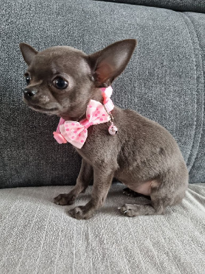 Étalon Chihuahua - Tisha Des Pattounes Douces
