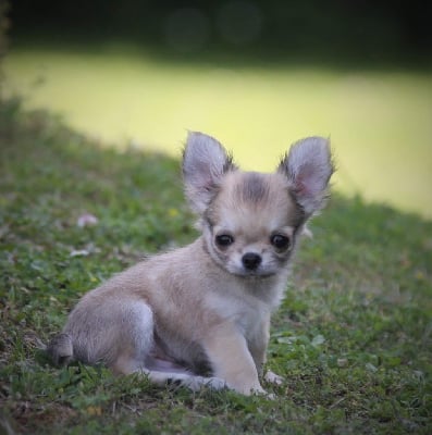 Étalon Chihuahua - Une pensée divine du Royaume de Maia