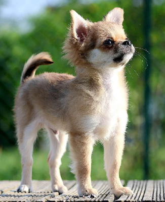 Étalon Chihuahua - Ubysse Du Domaine Des Thibouw D'Argent