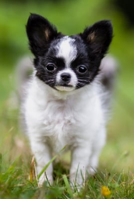 Étalon Chihuahua - U-gwennhadu Des Petits Jedi