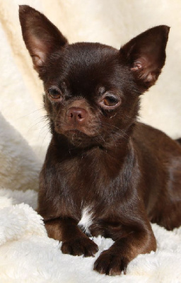 Étalon Chihuahua - Goddess teja volpino mini