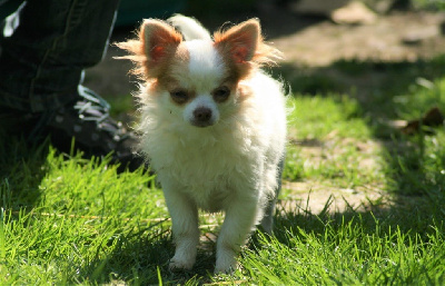 Étalon Chihuahua - Scoubi de la Combe aux Genêts