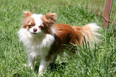 Étalon Chihuahua - Suzie de la Combe aux Genêts