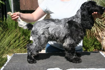 Étalon Cocker Spaniel Anglais - Roxanne de la Taverniere