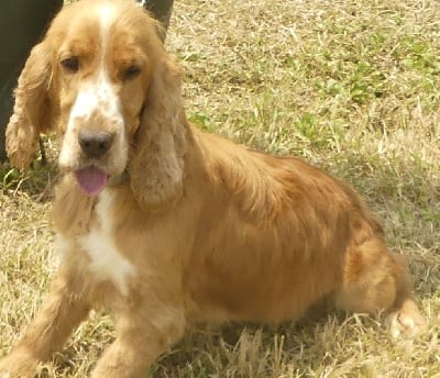 Étalon Cocker Spaniel Anglais - Shanelle du Domaine des Ecorces