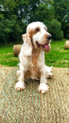 Étalon Cocker Spaniel Anglais - Olizenn Du Royaume Des Quatre Pattes