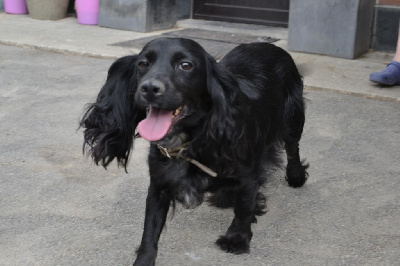 Étalon Cocker Spaniel Anglais - Opium of Glharama