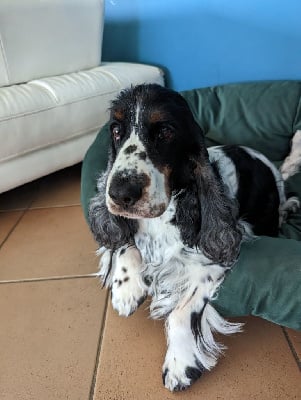 Étalon Cocker Spaniel Anglais - Ostrale Du Bois De La Maze