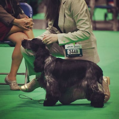 Étalon Cocker Spaniel Anglais - Sky lady blue de la Veine d'or des Pyrénées