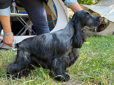 Étalon Cocker Spaniel Anglais - royal's friend team Yamakasi